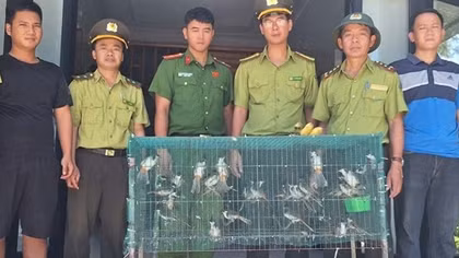 Xử lý nghiêm các trường hợp mua bán chim hoang dã phóng sinh