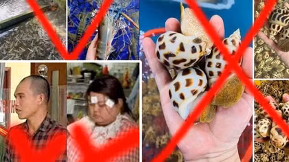Khởi tố cặp vợ chồng “chốt đơn” hải sản ảo