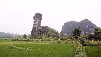Chu đồng là cây dâu tằm, không phải dâu da!?
