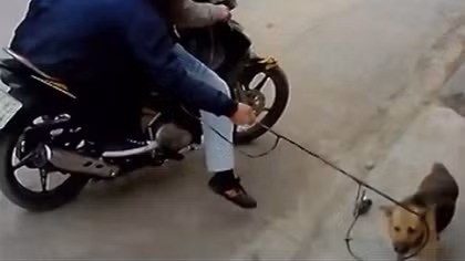 Nhức nhối nạn “cẩu tặc”
