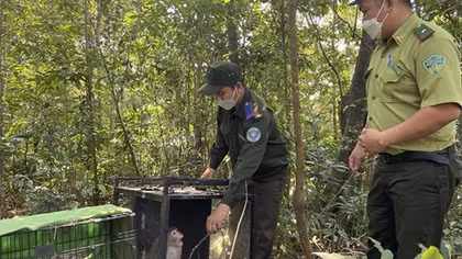 Máu động vật hoang dã vẫn chảy