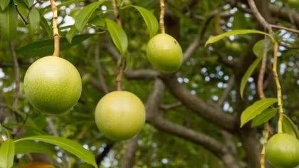 Buôn bán cây đẹp nhưng nguy hiểm, làm chết hàng nghìn người trong một năm