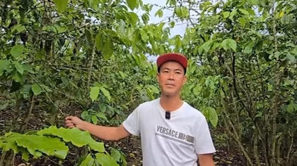 Sau bón phân, hơn 5,5ha cà phê rụng quả, chết cành bất thường