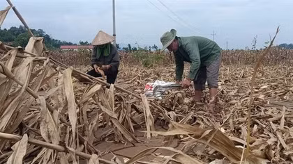 Sau bão Yagi, 754 hộ dân tại Yên Bái được hỗ trợ cải tạo đất sản xuất