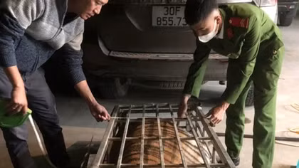 Chở hổ sống hơn 2 tạ, tài xế đạp cửa tẩu thoát bất thành