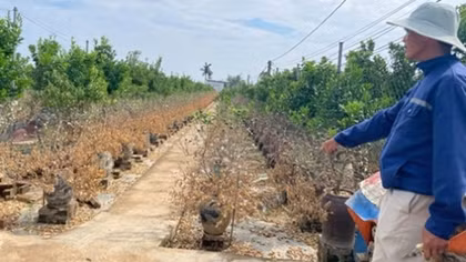 Nỗ lực hồi sinh đào, quất cảnh sau bão