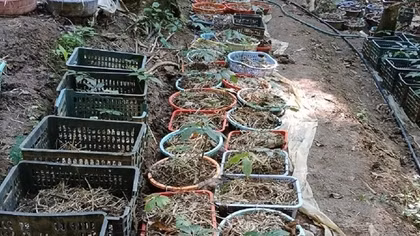 Hơn 800 cây sâm Ngọc Linh nhiều năm tuổi bị nhổ trộm