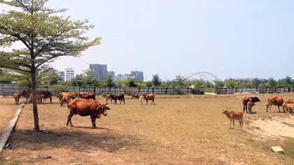 Giữ hình sự nguyên Tổng Giám đốc Công ty CP Bách Đạt An