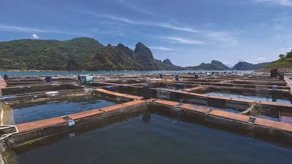 Hành trình 10 năm phát triển thương hiệu Cuongthinhfish - Cá sông Đà