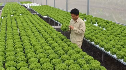 Chủ tịch Hà Nội: nông dân có quyền nghỉ hưu thay vì phải lao động đến cuối đời