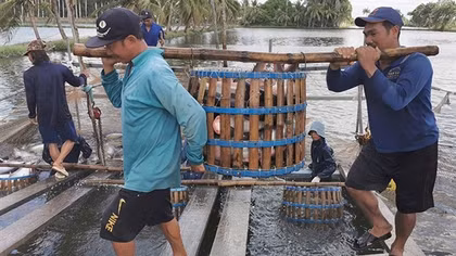 Nhiều cơ hội và thách thức với ngành cá tra ở miền Tây