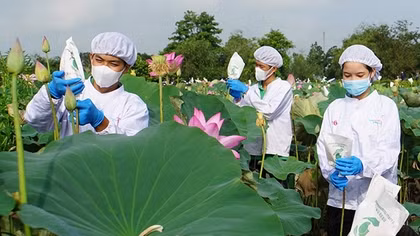 Khai thác tối đa giá trị từ sen