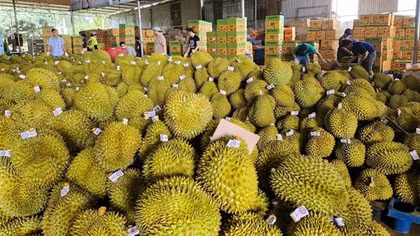 Sầu riêng bị cảnh báo vượt dư lượng chất cadimi: Phải bảo vệ thương hiệu sầu riêng Việt Nam