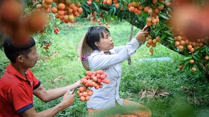 Xuất khẩu nông sản mùa vụ: Làm gì để tránh tình trạng “được mùa mất giá”?