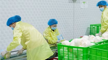 Triển vọng xuất khẩu rau quả Việt Nam sang Mỹ
