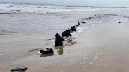 Đề xuất khai quật khảo cổ học với hiện vật nghi xác tàu cổ ở bờ biển Hội An