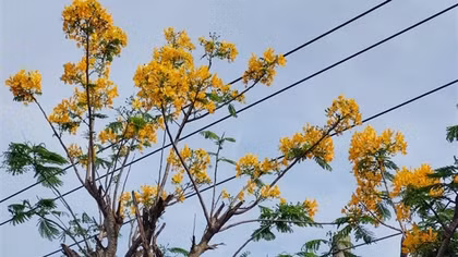 Độc lạ cây phượng ra hoa màu vàng ở Sóc Trăng