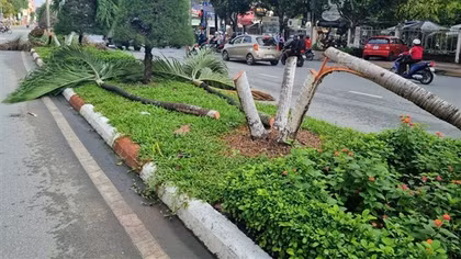 Truy tố Phó Giám đốc thuê người cắt 9 cây cau