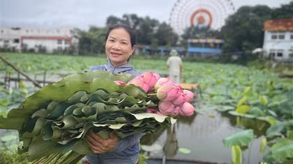 Kỳ công nghề ướp trà sen qua đêm trên đầm