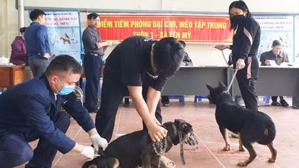 Hà Nội phấn đấu 12 quận nội thành đạt tiêu chuẩn vùng an toàn dịch bệnh dại