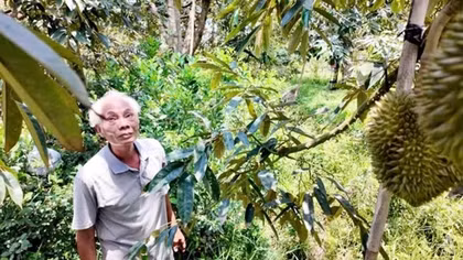 Sầu riêng - vận may của người nông dân