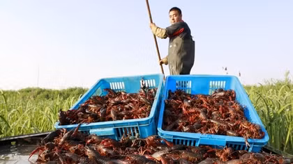 Nguy hại từ việc mua bán các sinh vật ngoại lai