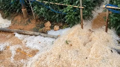Sau Sơn La, Yên Bái, mưa đá lại “tấn công” Lâm Đồng