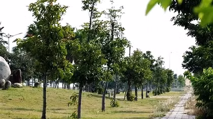 Phú Yên rà soát các dự án liên quan Công ty TNHH Cây xanh Công Minh