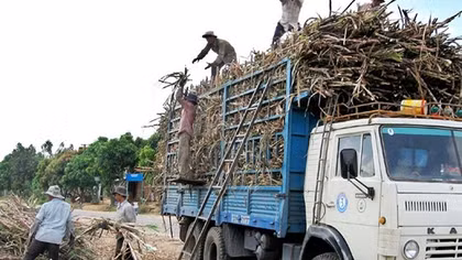 Sơn Hòa hướng đến nền nông nghiệp an toàn và bền vững