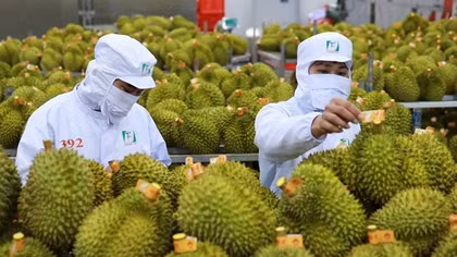 Hệ lụy khi người nông dân ồ ạt chặt điều trồng sầu riêng