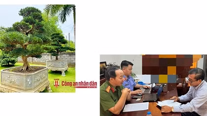 Chủ tịch xã nhận hối lộ 2 tỷ tiền mặt và 2 cây tùng trị giá nửa tỷ đồng