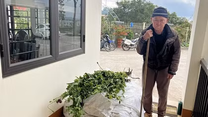 Ông lão 82 tuổi bí mật trồng 750 cây thuốc phiện cạnh nhà