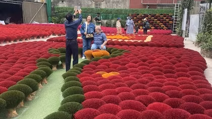 Làng hương Quảng Phú Cầu vào vụ Tết