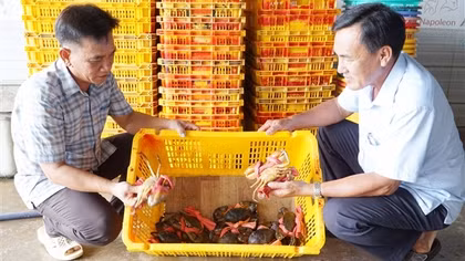 Khai thác giá trị thương hiệu cua Năm Căn (Cà Mau)