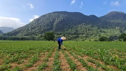 Điều tra vụ cung cấp gần 20 tấn lạc giống kém chất lượng cho nông dân