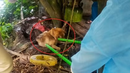 Một con chó dại cắn 14 người ở Quảng Ninh