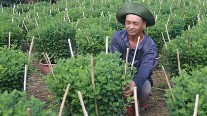 Miền Tây rộn ràng vào vụ hoa Tết