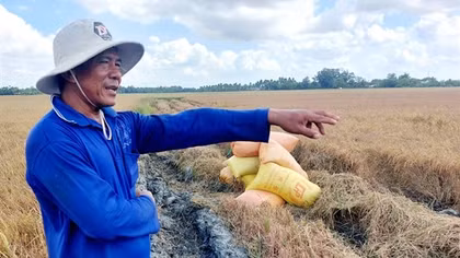 Nông dân Sóc Trăng: "Nhìn bụi bay mù là biết lúa thất thu rồi!"
