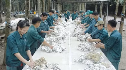 Bình Phước: Giá mủ cao su tăng mạnh, nông dân vui mừng
