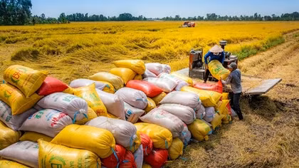 Lập sàn giao dịch lúa gạo để minh bạch kinh doanh