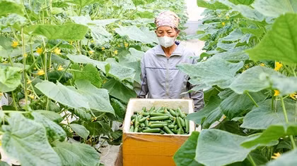 Đẩy mạnh liên kết vùng trong tiêu thụ nông sản