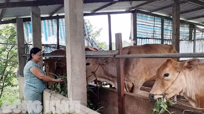 Gương tiêu biểu sử dụng hiệu quả vốn tín dụng chính sách