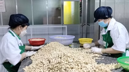Bình Phước: Giá hạt điều tăng đột ngột, doanh nghiệp “đói” nguyên liệu