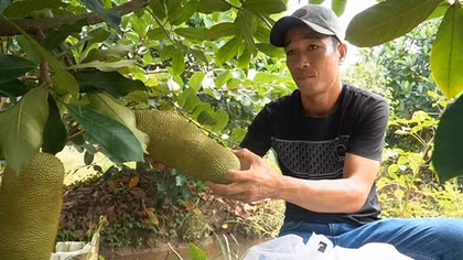 Trái cây do nông dân lai tạo hút hàng