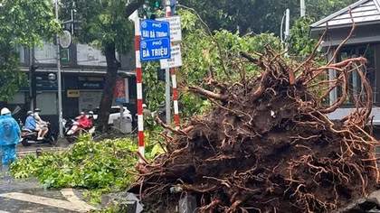 Hơn 14.000 cây xanh bị đổ: Bí thư Thành uỷ Hà Nội chỉ đạo "bần cùng mới phải cưa bỏ"