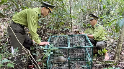 Chung tay ngăn "chảy máu" dải rừng tự nhiên độc đáo của Việt Nam