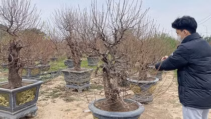 Vì sao người trồng đào Nhật Tân “nín thở”?