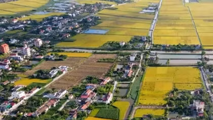 TP Hồ Chí Minh cho phép xây dựng tạm công trình phục vụ sản xuất trên đất nông nghiệp