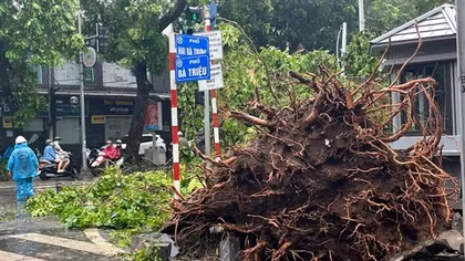 Hà Nội "truy tìm" chủ đầu tư trồng cây nguyên bọc bầu