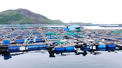 Hơn 25 tấn tôm xanh tại "thủ phủ tôm hùm" chết bất thường